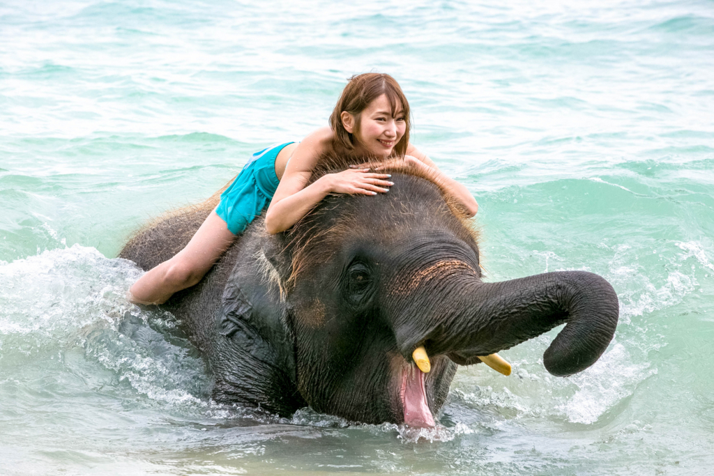 日本語ガイド同行 プーケットのビーチで象乗り 象の水浴び エレファントスイム しまかぜ案内人